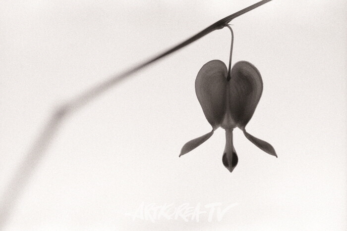 M062435_present, gelatin silver print, 22.3×33.2㎝, 7-1 사진제공 토포하우스