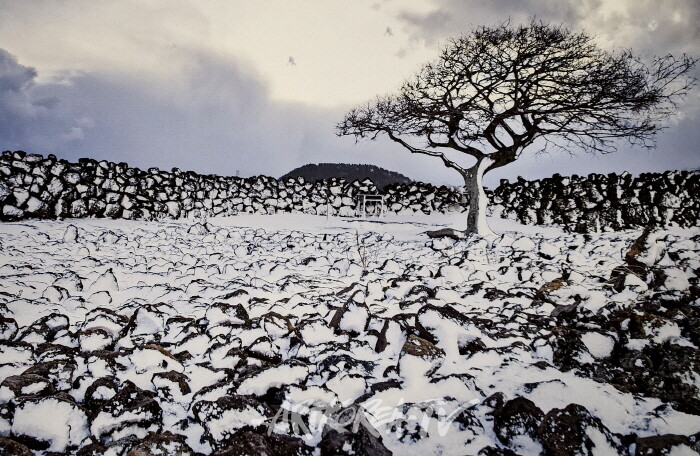 안진언 작가-2025 Art Korea Global ART Fair에서 선보인 ‘선작지왓의 눈결’