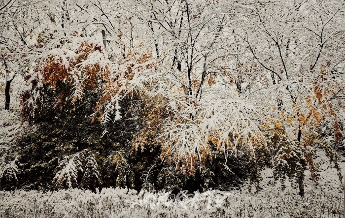 안진언 작가-2025 Art Korea Global ART Fair에서 선보인 ‘선작지왓의 눈결’