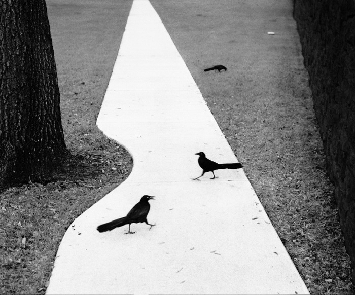 Houston, Texas (two birds), 1998_펜티 사말라티 © Pentti Sammallahti, 사진제공 공근혜갤러리