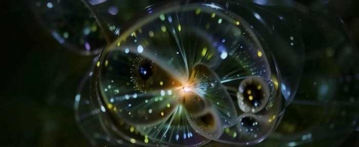 아니카 이, ' 산호의 가지마다 달빛이 비치다' , 2024, 영화 스틸컷, 휴스턴 미술관, 캐롤라인 와이스 로 기부 기금으로 박물관 매입. © 2025 아니카 이/아티스트 권리 협회(ARS), 뉴욕/작가와 글래드스톤 갤러리 제공.