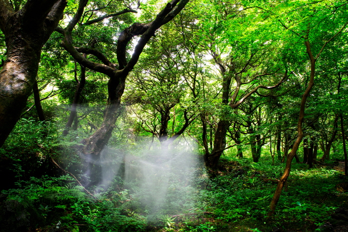 비두리, , Digital Pigment Print, 2025. (사진=비두리 작가 제공)    