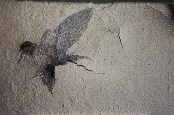 성상은, Swallow 2013, pigment print, acrylic, pen on panel, varnish 53x80cm-사진제공 제주갤러리