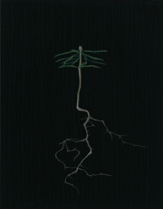 양화선, 구상나무, 2024~2025, 캔버스에 아크릴,  40.9x31.8cm (2)-사진제공 제주갤러리