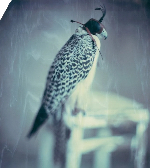 파올로 로베르시(Paolo Roversi), 호크, 파리, (2020) Pace 제공