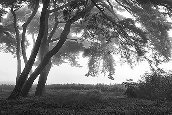 김영수 소나무1(51x77cm)-사진제공 세미갤러리