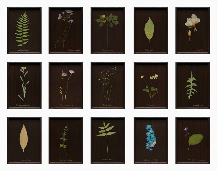 최재은(b. 1953)〈우리가 처음 만났을 때〉2024Pressed flowers on 15 urushi lacquered wood panel, framed15 pieces, 31 x 22.6 x 3 cm each panelCourtesy of the artist and Kukje Gallery사진: 전병철이미지 제공: 국제갤러리