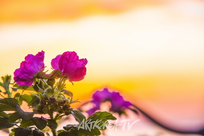 송남영 사진작품-사진촬영 김한정 기자