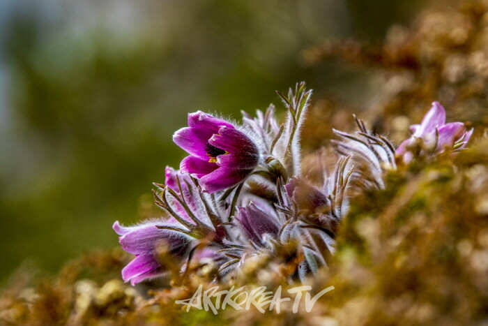 송남영 사진작품-사진촬영 김한정 기자