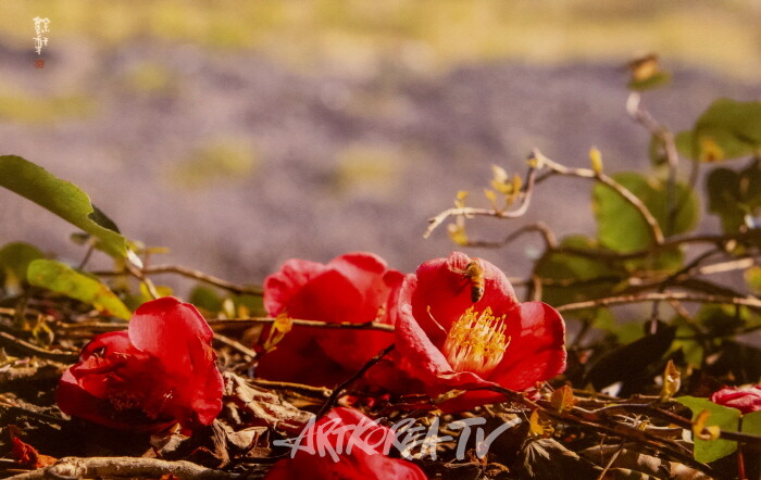 강의구 사진전 제4회 개인전 ‘당신만을 사랑합니다’-사진촬영 김한정 기자