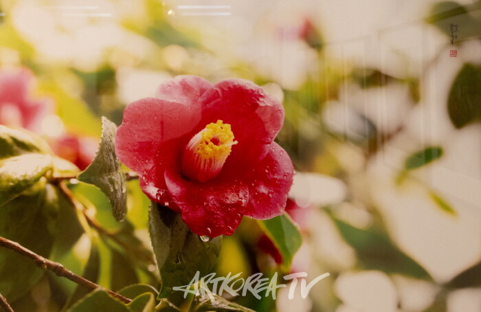 강의구 사진전 제4회 개인전 ‘당신만을 사랑합니다’-사진촬영 김한정 기자