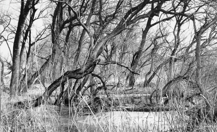 갤러리몸 합정, 원연수 작가 '울지 않는 나무-길, 숲, 바람 그리고 샘'